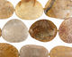 Fossil Coral (yellow) Freeform Slab Graduated 34-41x25-34mm