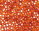 TOHO Burnt Orange (with Silver Lining) Round 11/0 Seed Bead