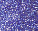 TOHO Cobalt (with Silver Lining) Round 15/0 Seed Bead