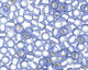 TOHO Light Sapphire (with Frosted Silver Lining) Round 11/0 Seed Bead