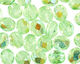 Czech Fire Polished Glass Peridot AB Round 3mm