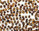 Tiger Eye Faceted Teardrop 6x9mm