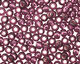 TOHO Amethyst (with Silver Lining) Round 11/0 Seed Bead