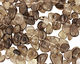 Smoky Quartz Flat Polished Pebble Drop 9-14x9-16mm
