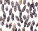 Brazil Sodalite Spear Drops 9-10x18-30mm