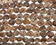 Ammonite Fossil Pieces 15-20x15-17mm