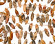 Crazy Lace Agate Spear Drops 8x23-25mm