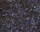Baltic Blue Vintage Glass Glitter (Fine) 1 oz.