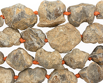 Shell Fossil Freeform Nugget Graduated 13-35x11-31mm