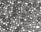 TOHO Transparent Gray Round 11/0 Seed Bead
