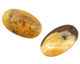 Mexican Sunflower Agate Oval Cabochon 15x25mm