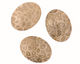 Gray Fossil Coral Oval Cabochon 30x40mm