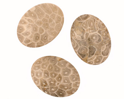 Gray Fossil Coral Oval Cabochon 30x40mm