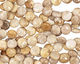 Fossil Coral Puff Coin 12mm