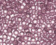 TOHO Medium Amethyst (with Silver Lining) Round 11/0 Seed Bead