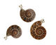 Ammonite Silver Wrapped w/ Bail Pendant 28-35x38-47mm