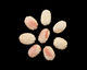 Pink Shell Carved Flat Oval 23-24x16-17mm