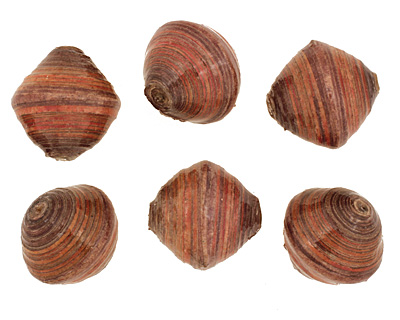 African Paper (violet, rust) Bicone 24-25x26-27mm
