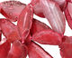 Pink Agate Natural Edge Freeform Faceted Slab 47-70x28x40mm