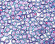TOHO Aqua (with Bubble Gum Pink Lining) Round 11/0 Seed Bead