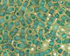 TOHO Jonquil (with Frosted Emerald Lining) Round 11/0 Seed Bead