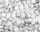 White Howlite Puff Coin 14mm