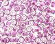 View More Detail
