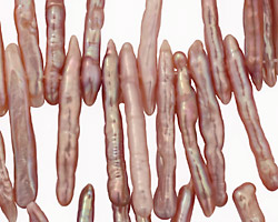 Angel Skin Pink Biwa Stick Top-Drilled 21-36mm