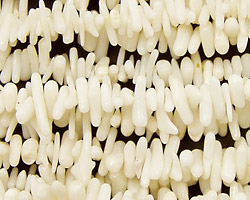 Coral, White Bamboo Chips
