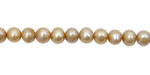 Champagne Potato 5-5.5mm