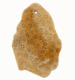Fossil Coral Freeform Slab Pendant 28-40mm
