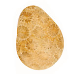 Fossil Coral Freeform Triangular Cabochon 36-48mm