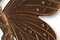 Vintaj Natural Brass Butterfly Profile 46mm