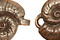 Green Girl Shibuichi Seashell Clasp 17x33mm