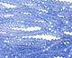 Light Sapphire Crystal Faceted Rondelle 3mm
