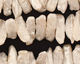 Pearly White Biwa Center-Drilled 5-7x16-20mm
