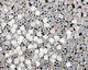 TOHO Transparent Rainbow Crystal Triangle 11/0 Seed Bead