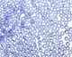 TOHO Transparent Light Sapphire Round 8/0 Seed Bead