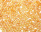 TOHO Transparent Rainbow Medium Topaz Round 8/0 Seed Bead