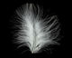 Ivory Marabou Feather 100-152mm