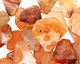 Carnelian (natural) Flat Freeform Drop 14-24x20-35mm