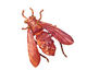 Patricia Healey Copper Fly Pendant 43x51mm