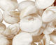 White Fresh Water Shell Nugget 18-21x13-16mm