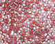 TOHO Light Sapphire (with Hyacinth Lining) Round 6/0 Seed Bead