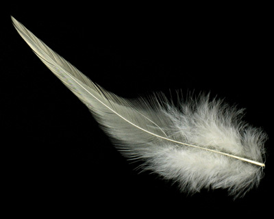 Creme Neck Hackle Feather 100-152mm