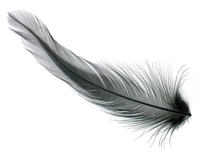 Ebony Neck Hackle Feather 100-152mm