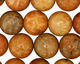 Fossil Coral (yellow) Round 14mm
