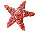 Patricia Healey Copper Starfish w/ Spiral Pendant 76-78mm