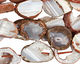 Gray/Red Druzy Agate Natural Edge Freeform Pieces 22-35x18-35mm