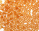 TOHO Transparent Frosted Dark Topaz Round 8/0 Seed Bead